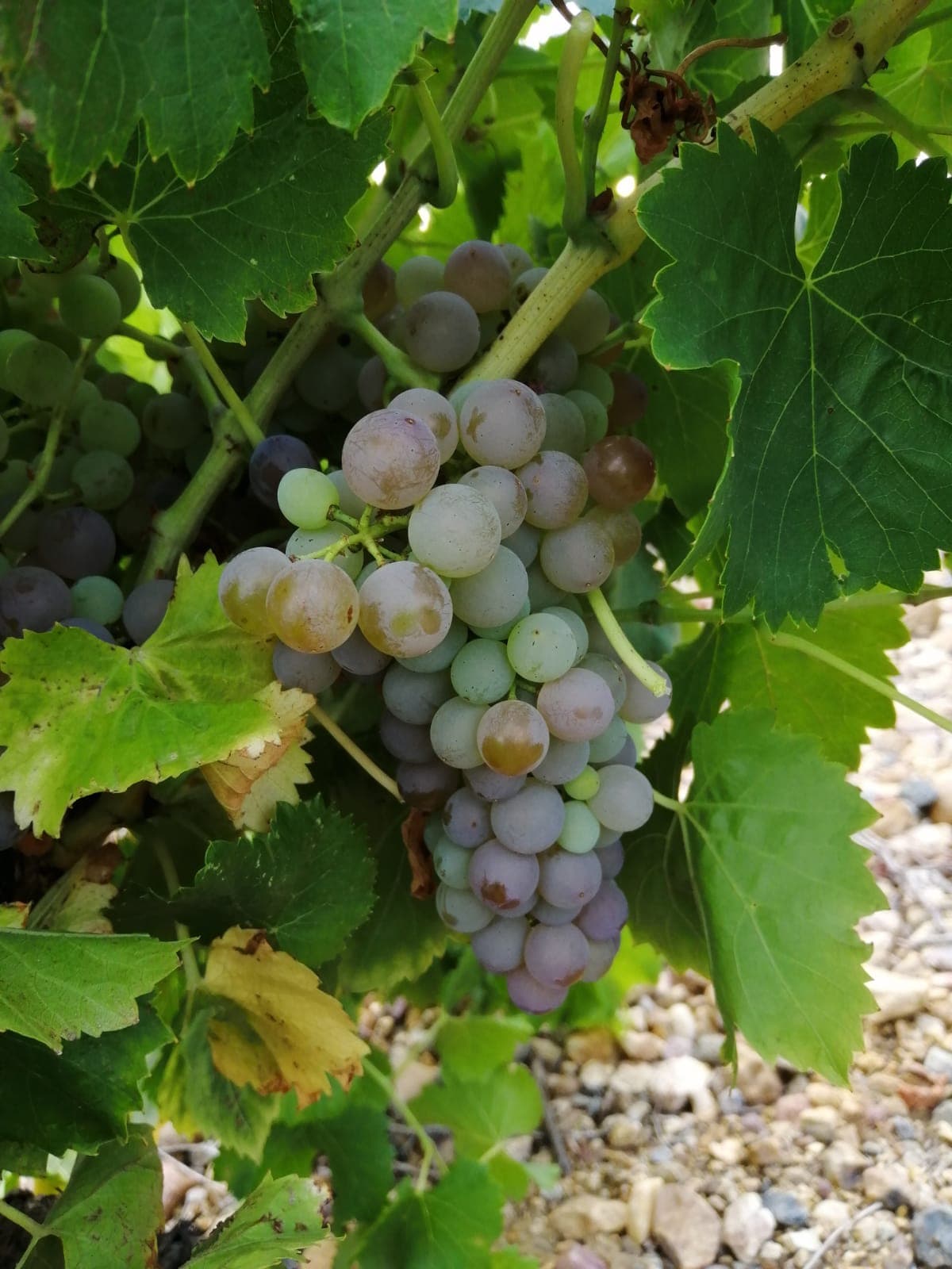 Hand Harvesting