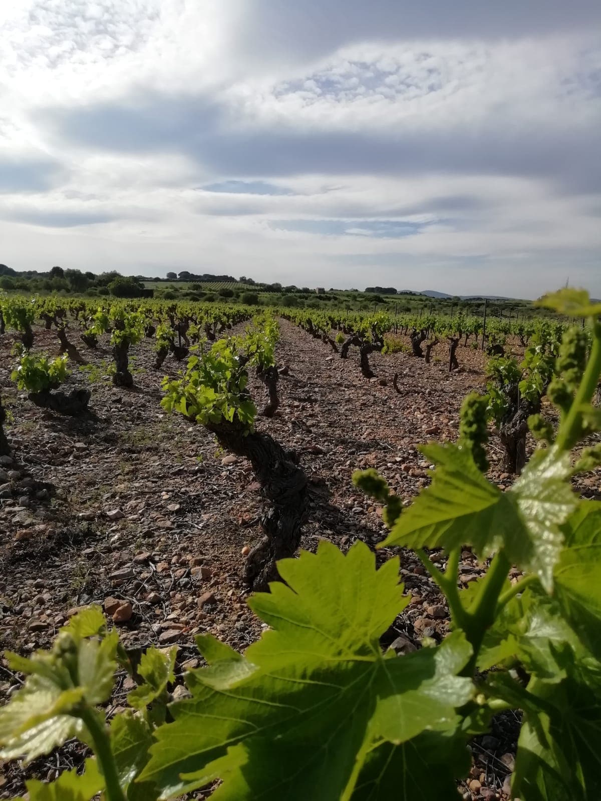Cellar Barrel Sampling