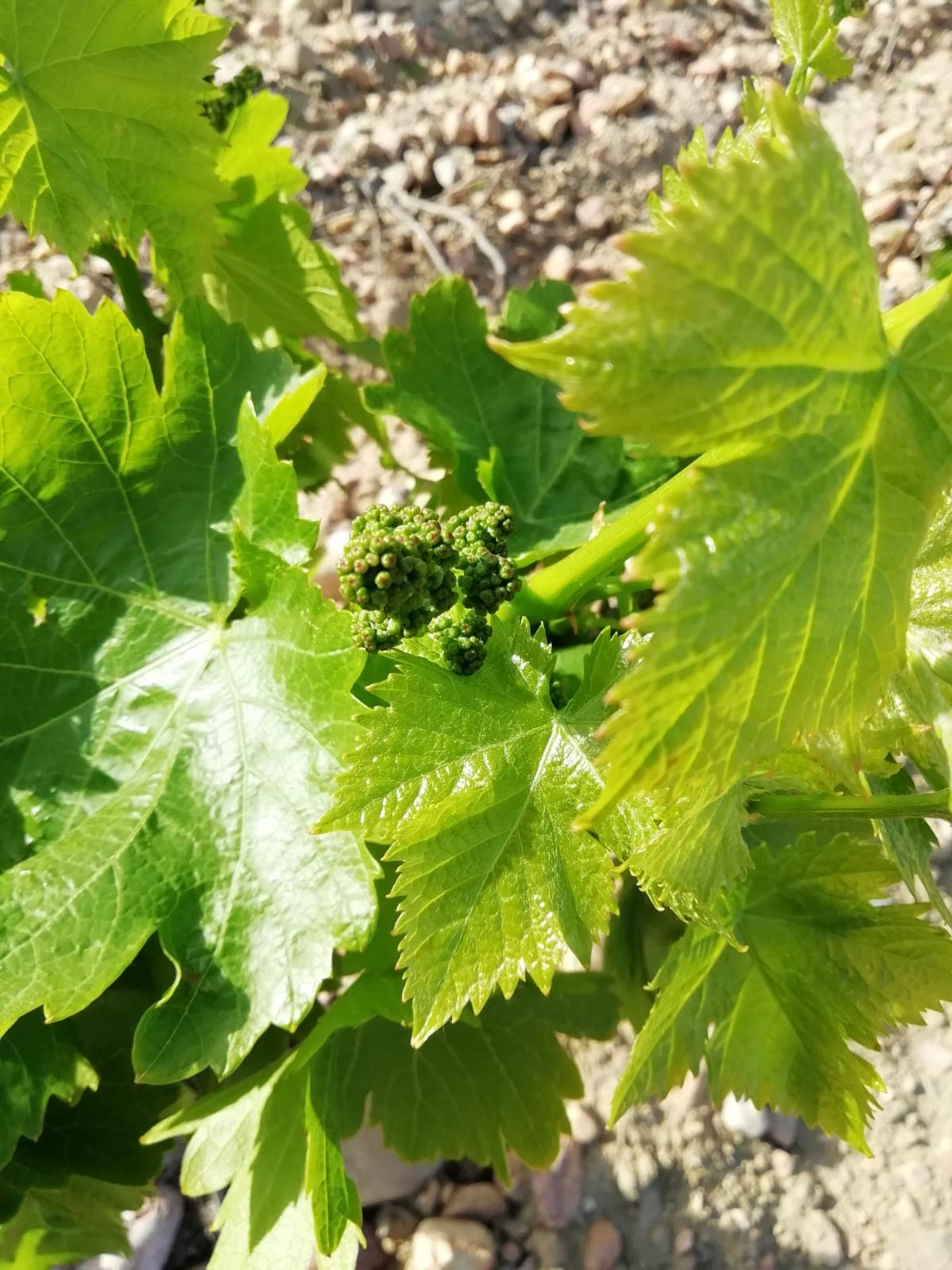 Springtime Budbreak (Débourrement)