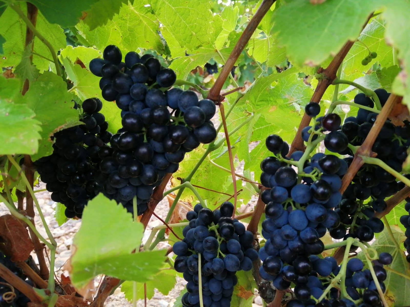 Old Bush Vineyards