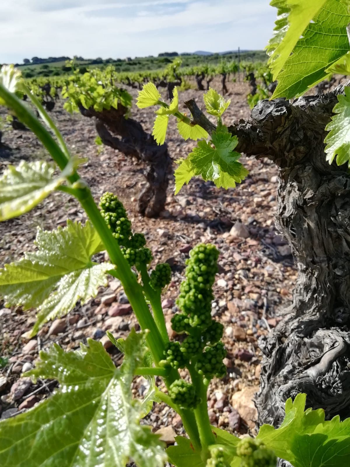 Dawn Horizon Over the Vineyards