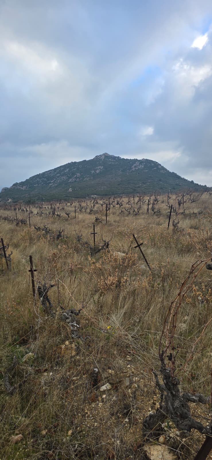 A Stroll Through the Vineyard photo 9